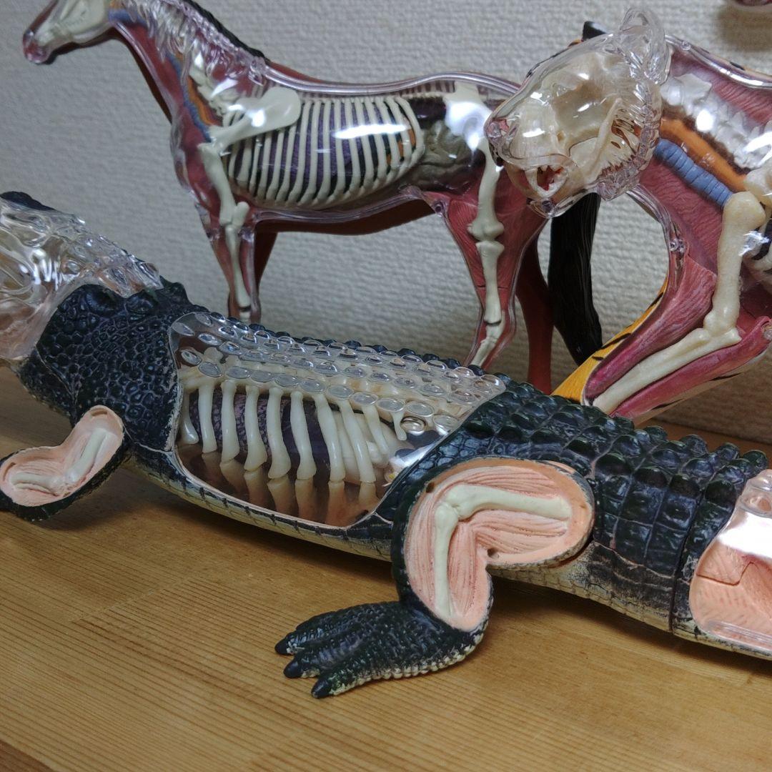 スケルトン 解剖 動物模型 ワニ トラ 馬　フグ 4 VISION剖　ハロウィン