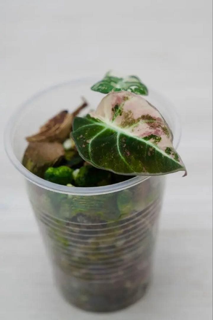 アロカシア ブラックベルベット 斑入り ピンクA03【マドカズラ モンステラ】