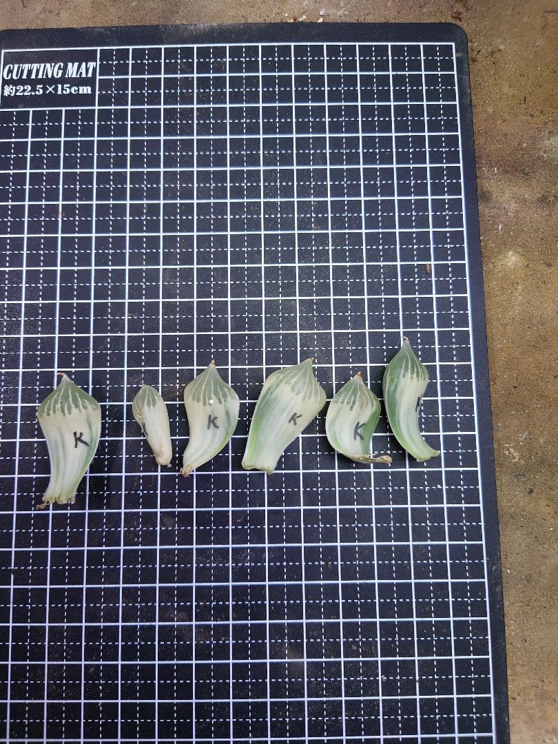 ハオルチア・アロエ /