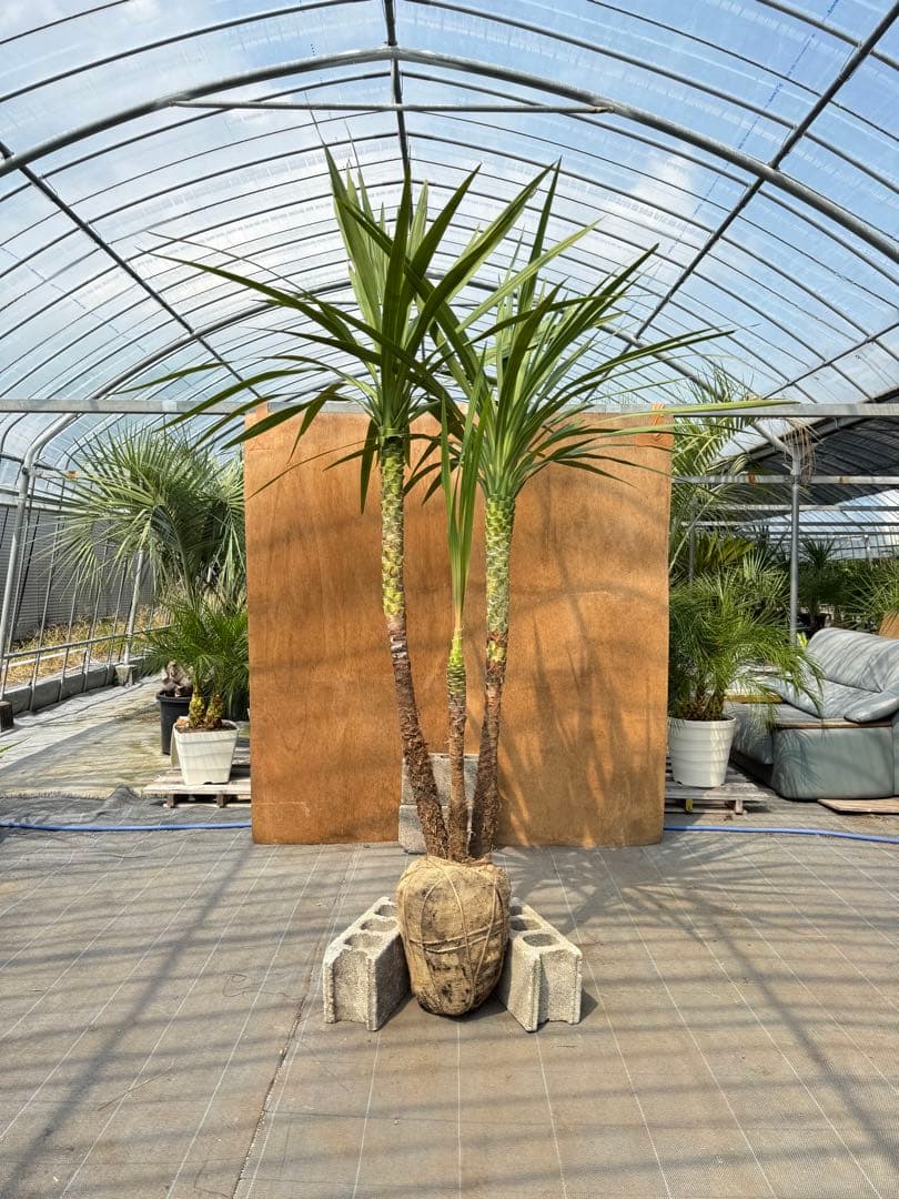 ドラセナ・ニオイシュロラン 3本立 根巻き済み 高さ約2.4m シンボルツリー