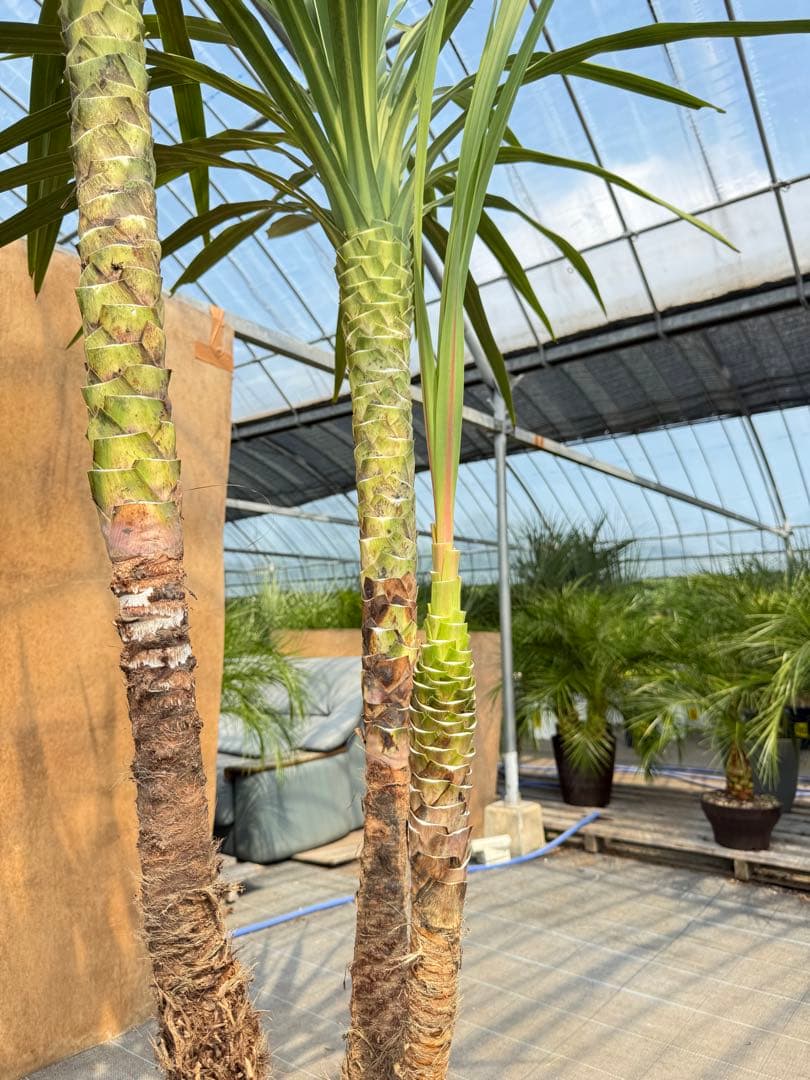 ドラセナ・ニオイシュロラン 3本立 根巻き済み 高さ約2.4m シンボルツリー