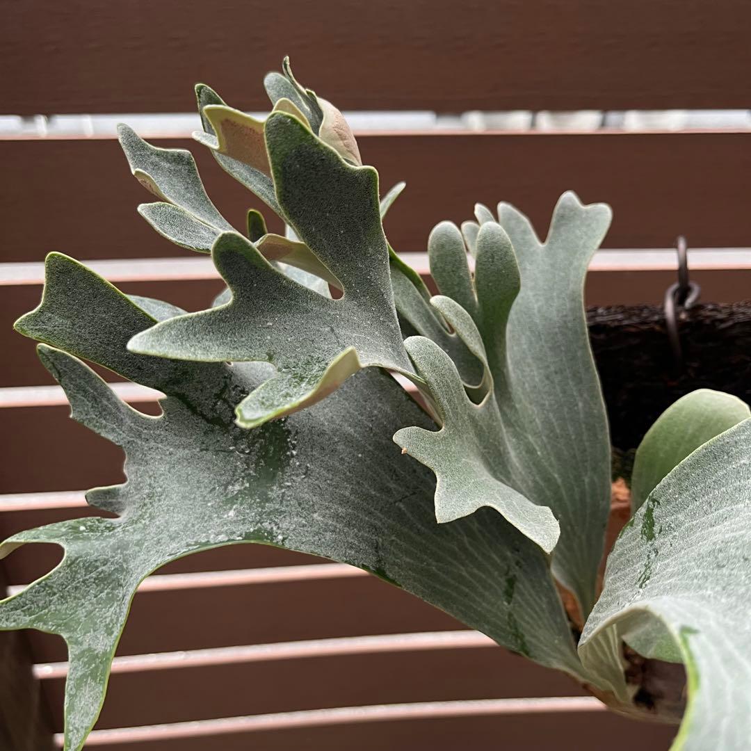 Celebes & Doi-tung 子株セット 新春セール