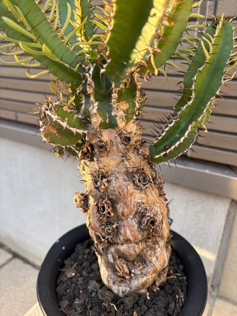 ユーフォルビア　ムランジーナ　発根済み株