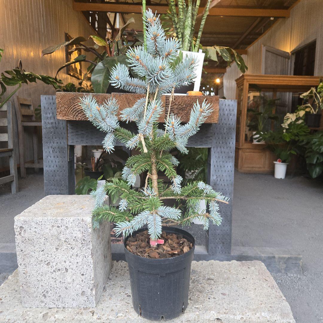 ②　プンゲンス　トウヒ　ホプシー　７号　最高等級極上品‼️