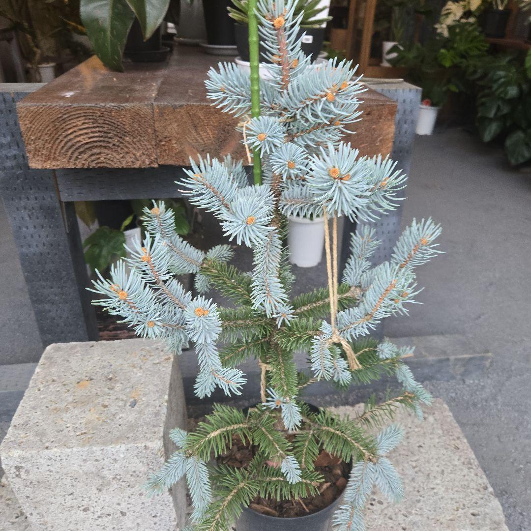 ②　プンゲンス　トウヒ　ホプシー　７号　最高等級極上品‼️