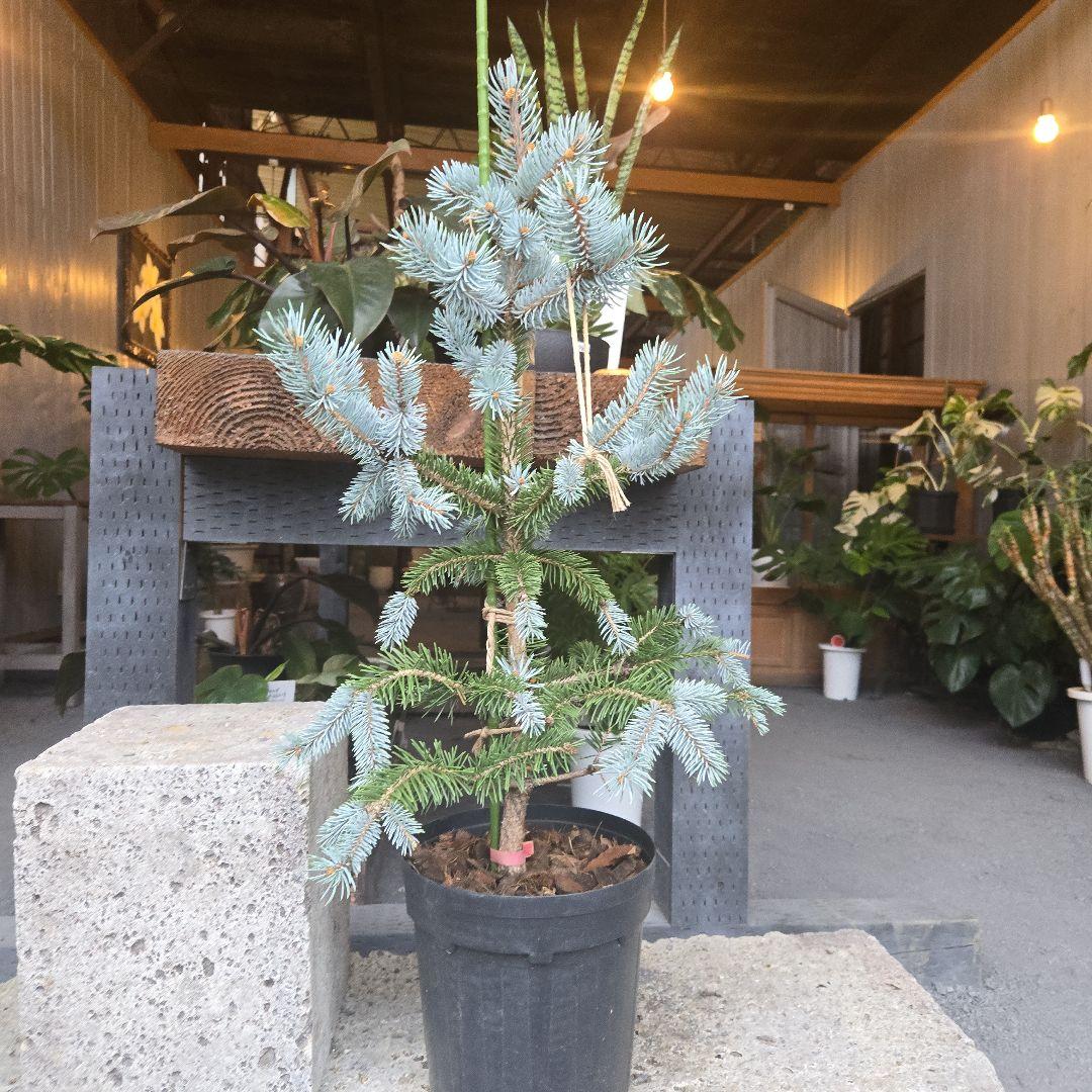 ②　プンゲンス　トウヒ　ホプシー　７号　最高等級極上品‼️