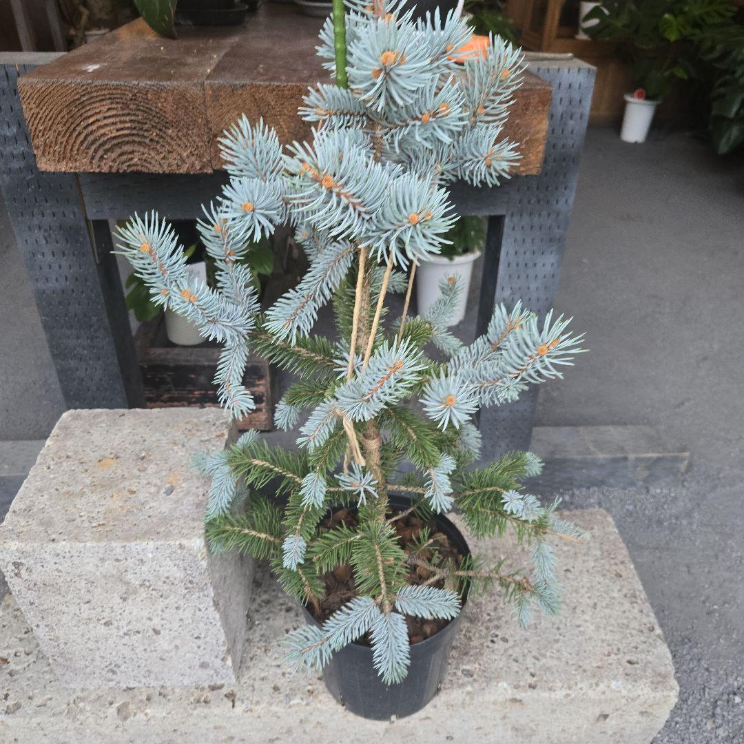 ②　プンゲンス　トウヒ　ホプシー　７号　最高等級極上品‼️