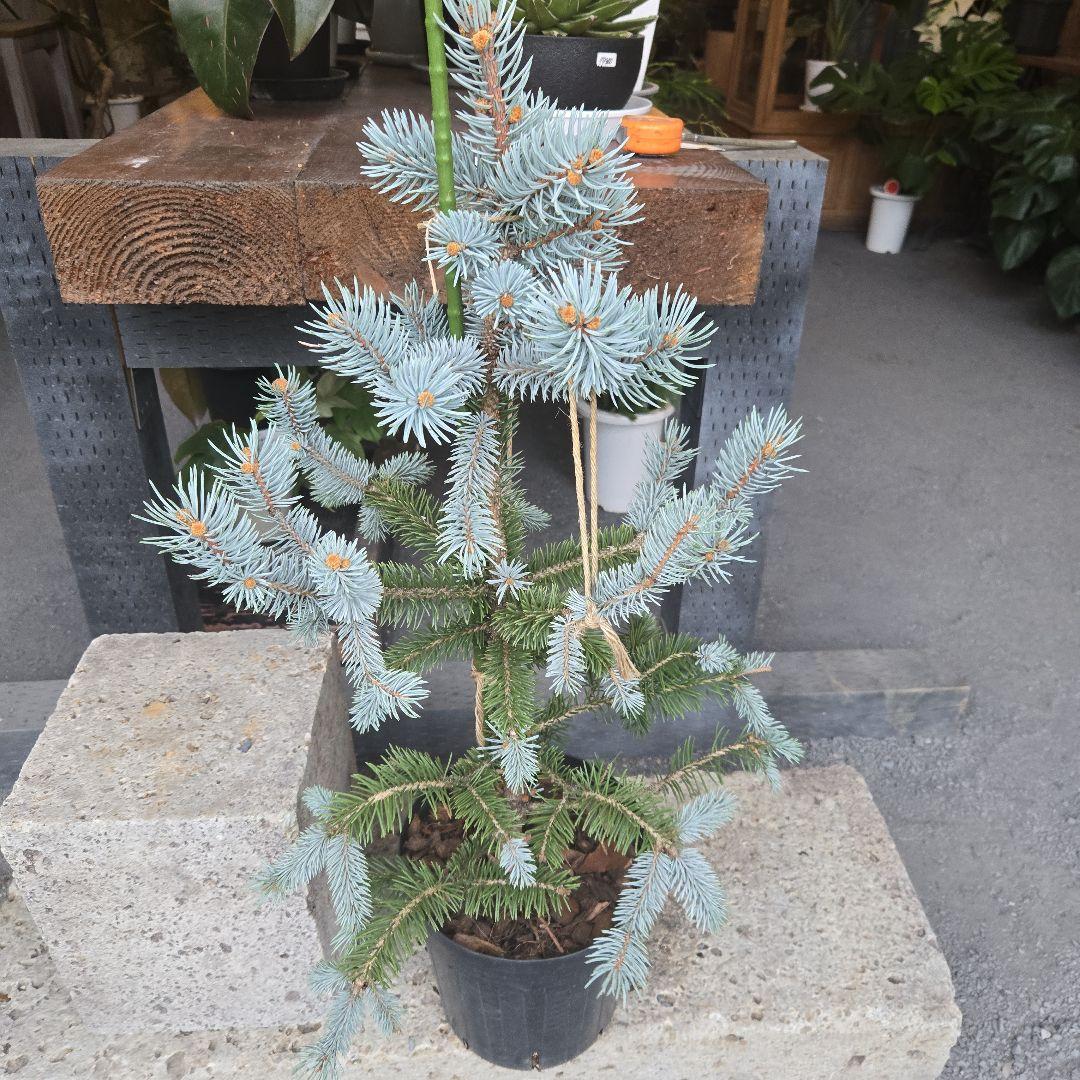 ②　プンゲンス　トウヒ　ホプシー　７号　最高等級極上品‼️