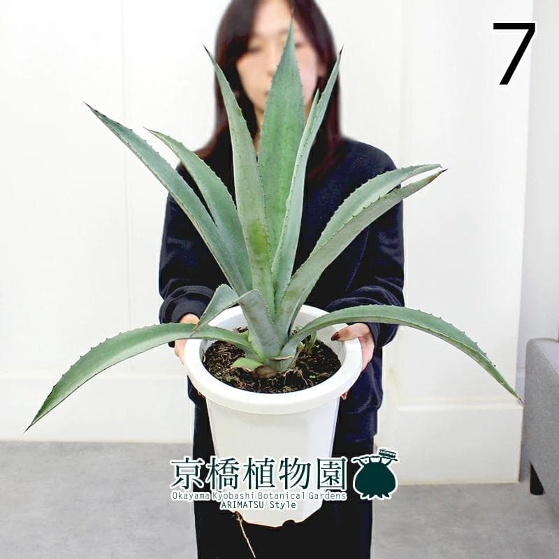 【現品】アガベ・アオノリュウゼツラン　8号　白鉢　（7）