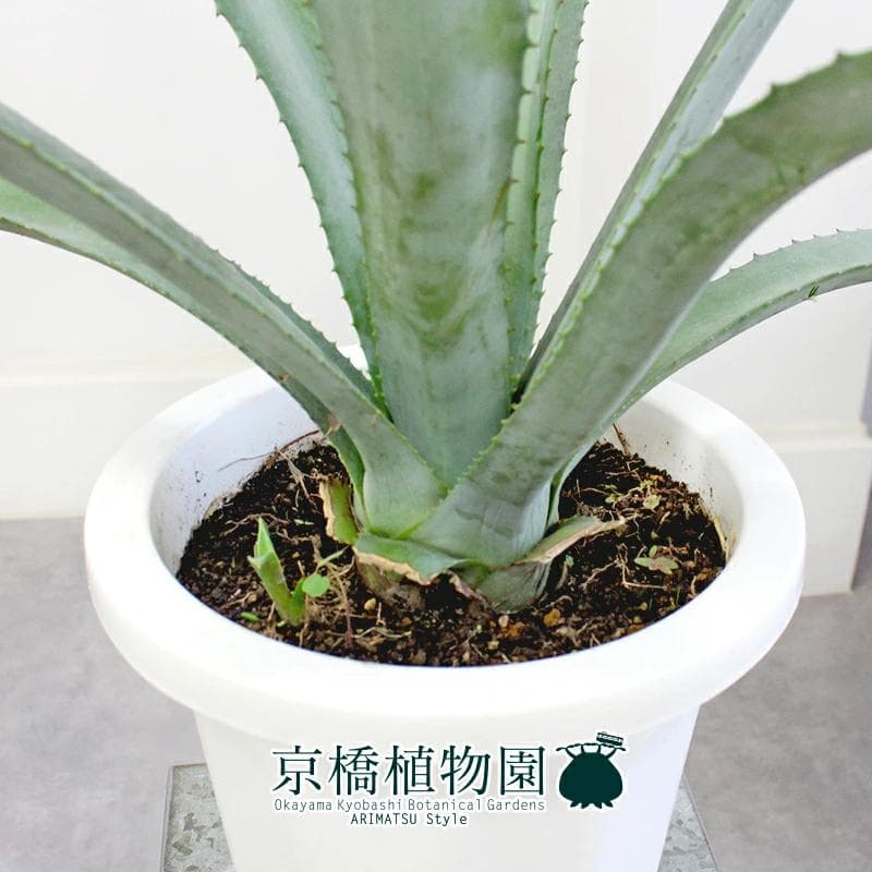 【現品】アガベ・アオノリュウゼツラン　8号　白鉢　（7）