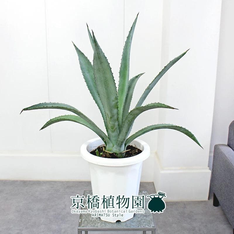 【現品】アガベ・アオノリュウゼツラン　8号　白鉢　（7）
