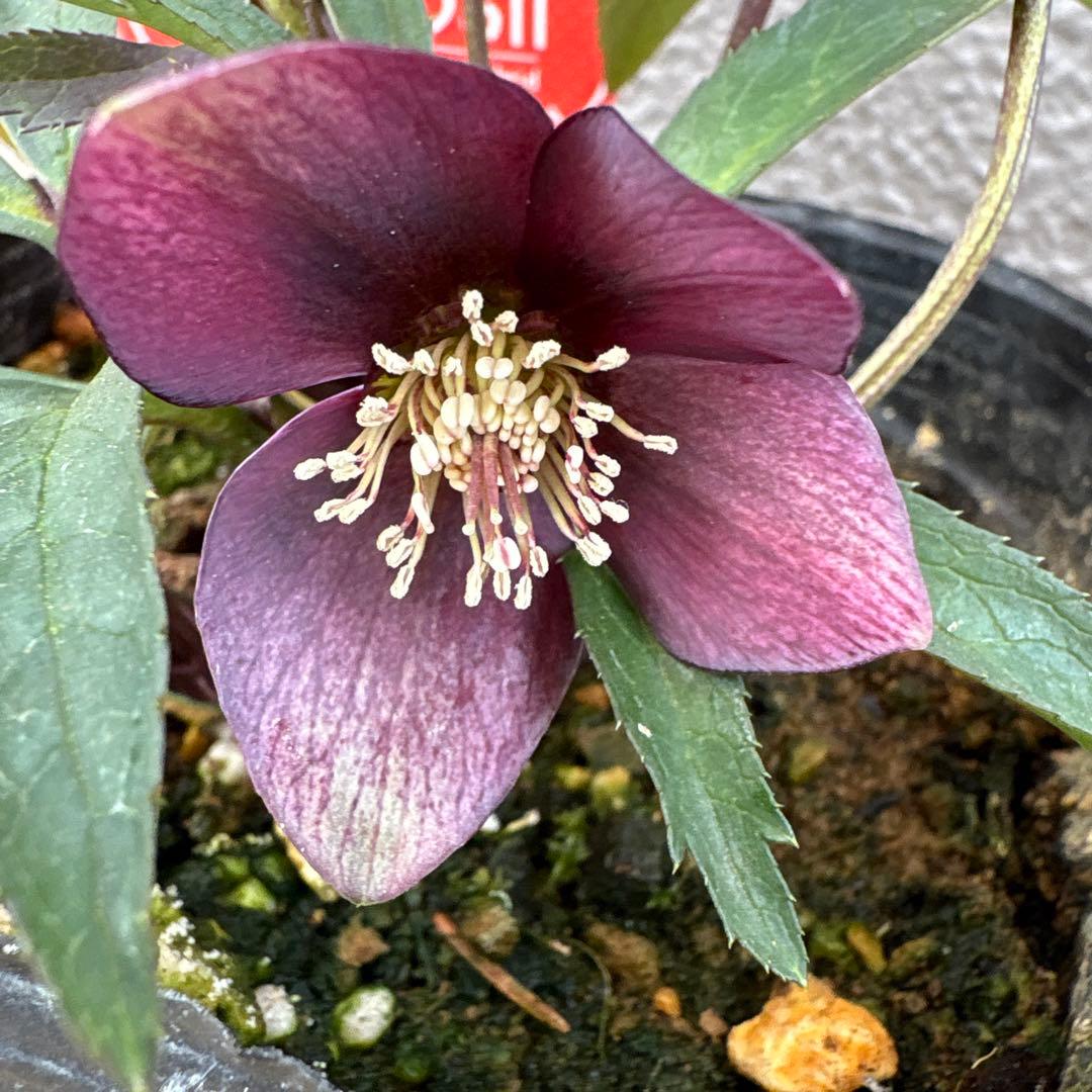 プチドール　小輪多花系クリスマスローズ　横山園芸　ポットごとゆうゆうメルカリ便