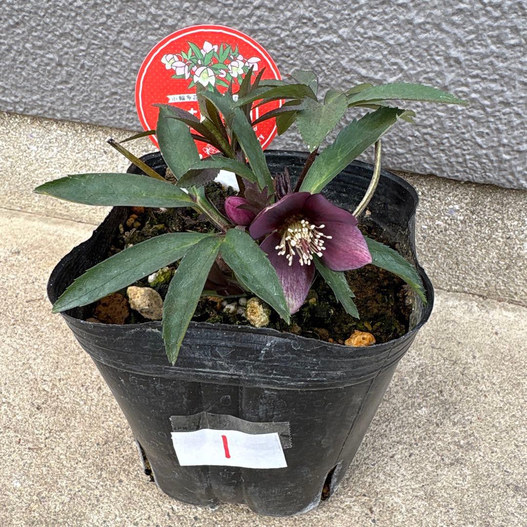 プチドール　小輪多花系クリスマスローズ　横山園芸　ポットごとゆうゆうメルカリ便