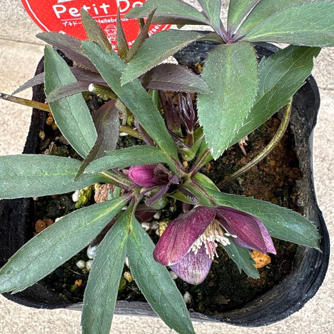 プチドール　小輪多花系クリスマスローズ　横山園芸　ポットごとゆうゆうメルカリ便