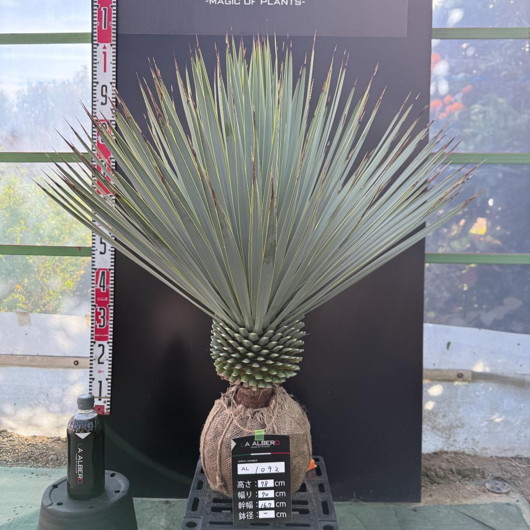 【AL1092】ユッカ　ロストラータ