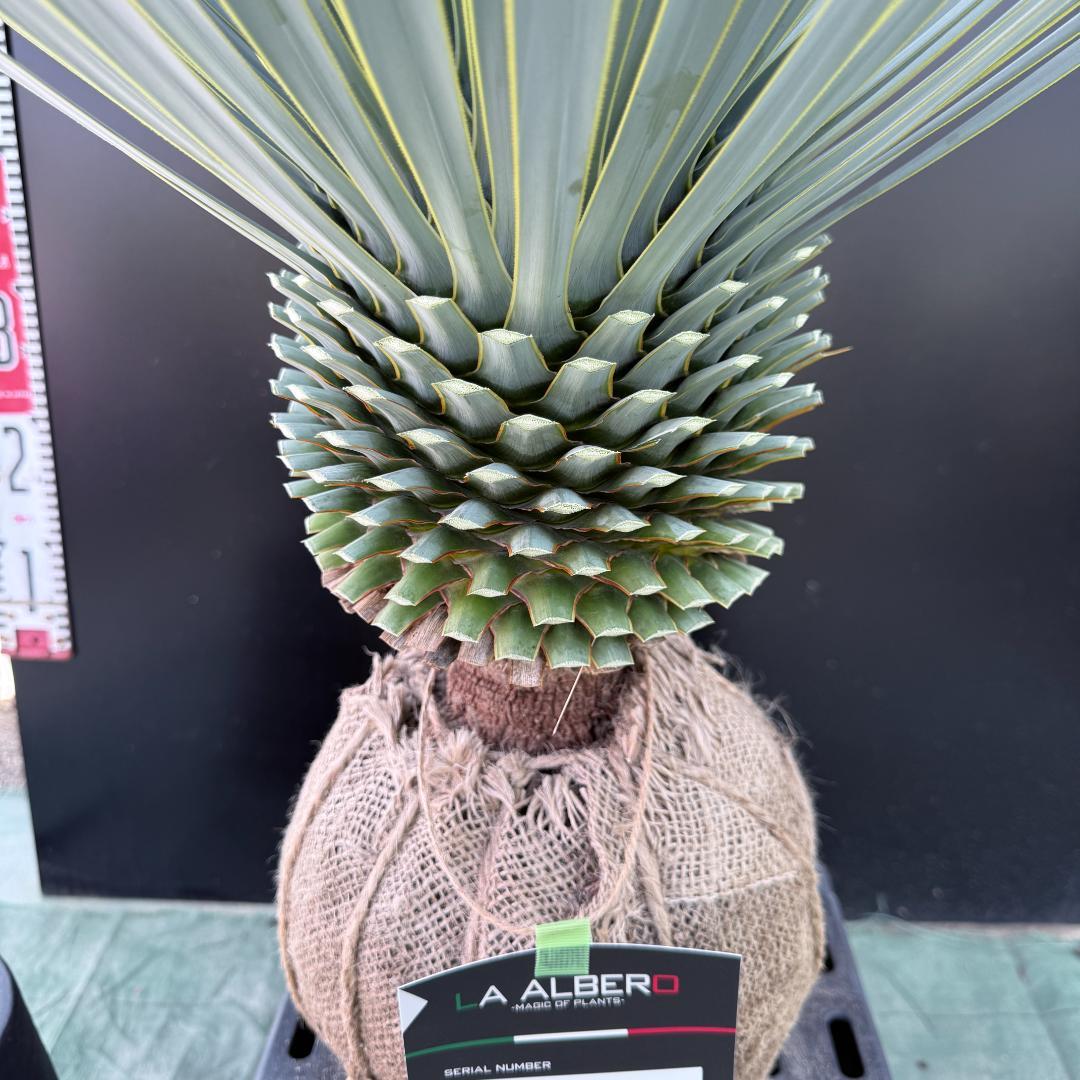 【AL1092】ユッカ　ロストラータ