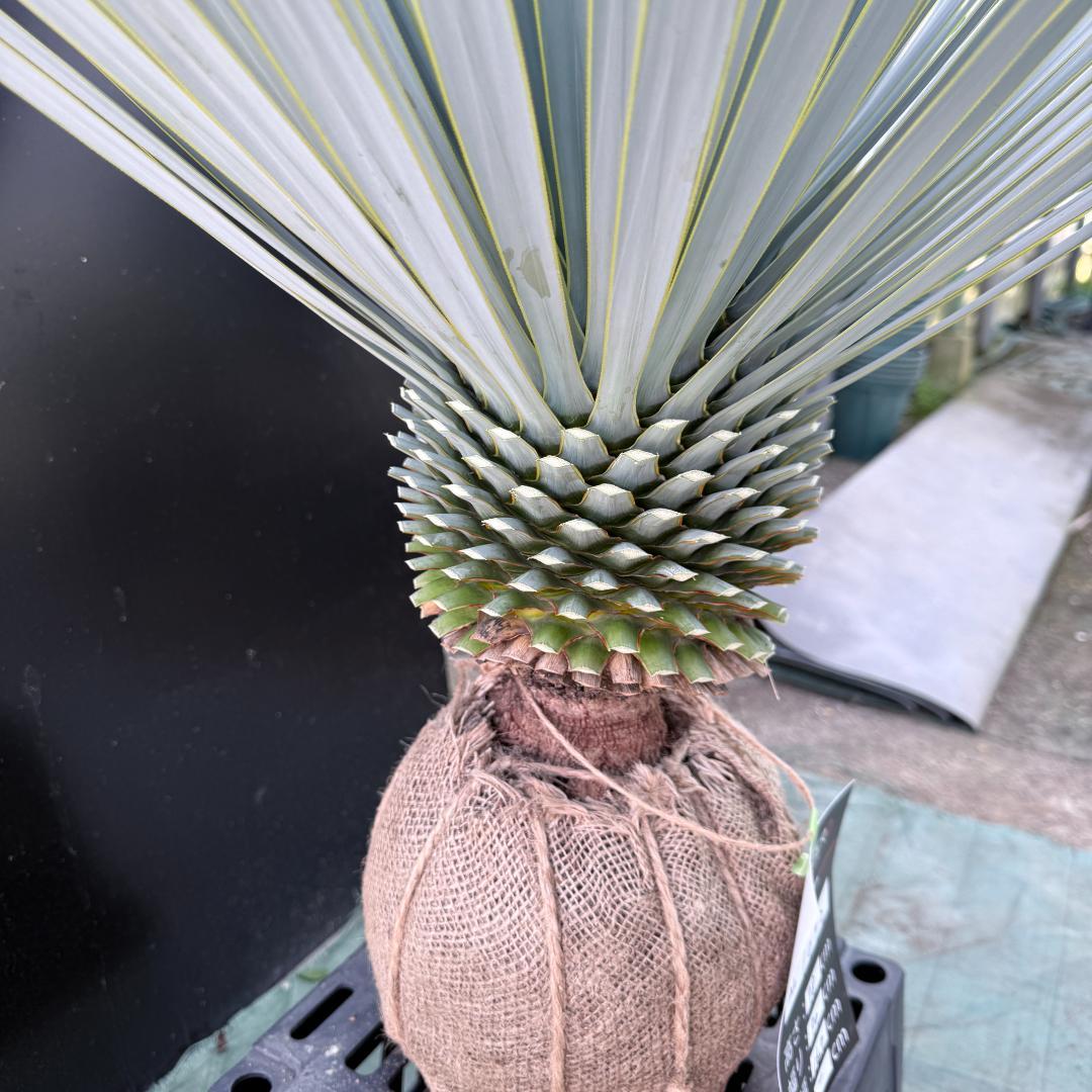 【AL1092】ユッカ　ロストラータ