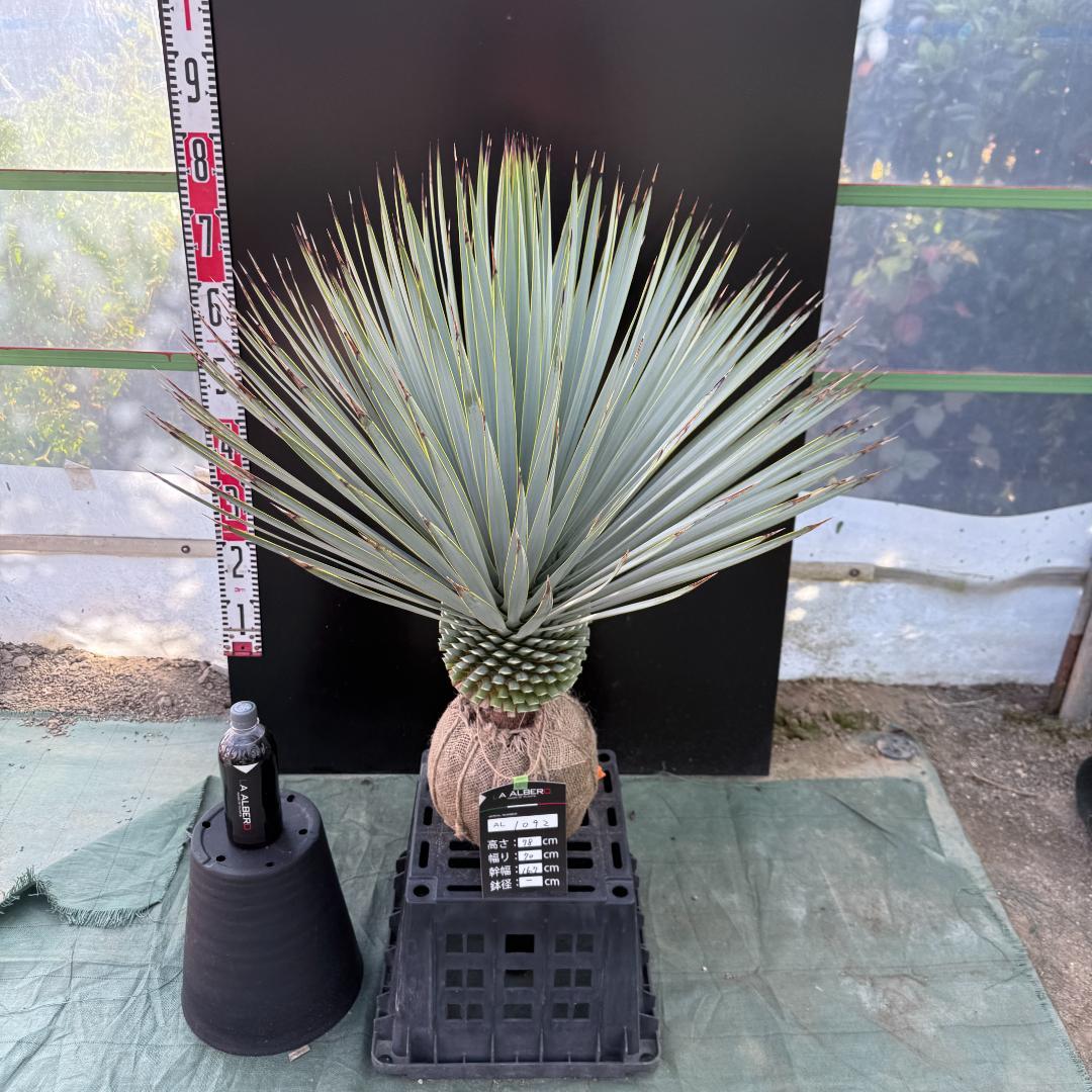 【AL1092】ユッカ　ロストラータ