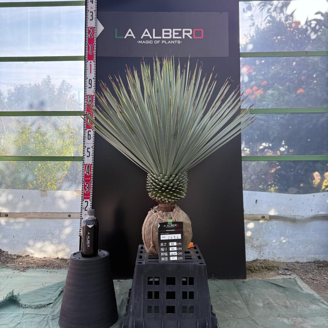 【AL1092】ユッカ　ロストラータ