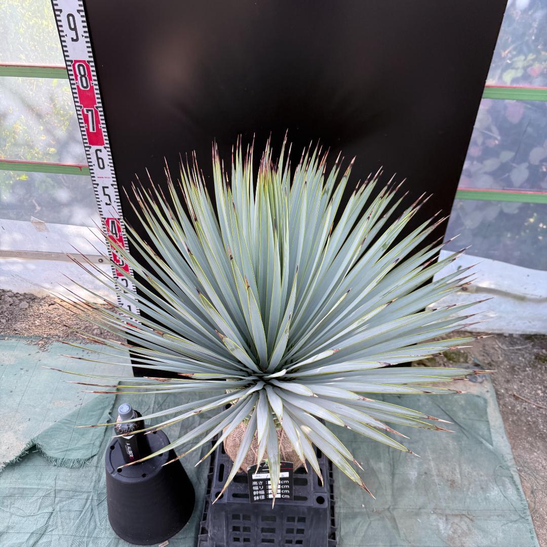 【AL1092】ユッカ　ロストラータ