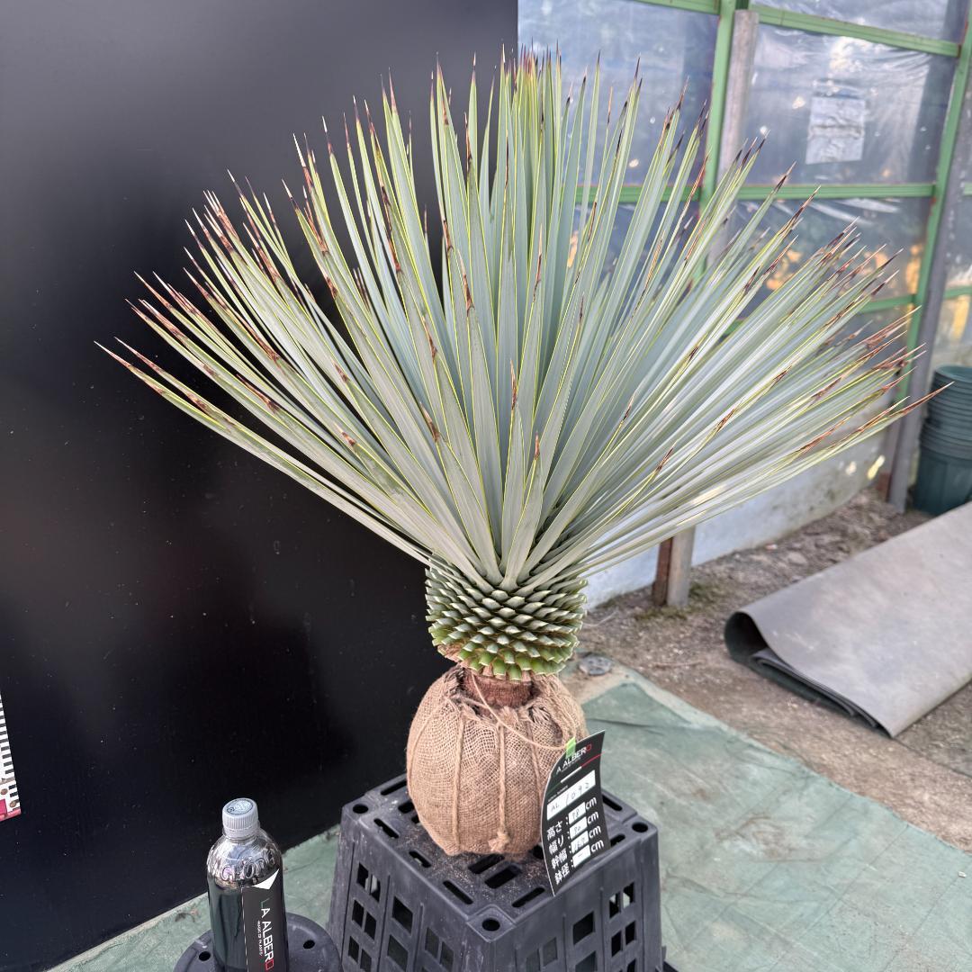 【AL1092】ユッカ　ロストラータ