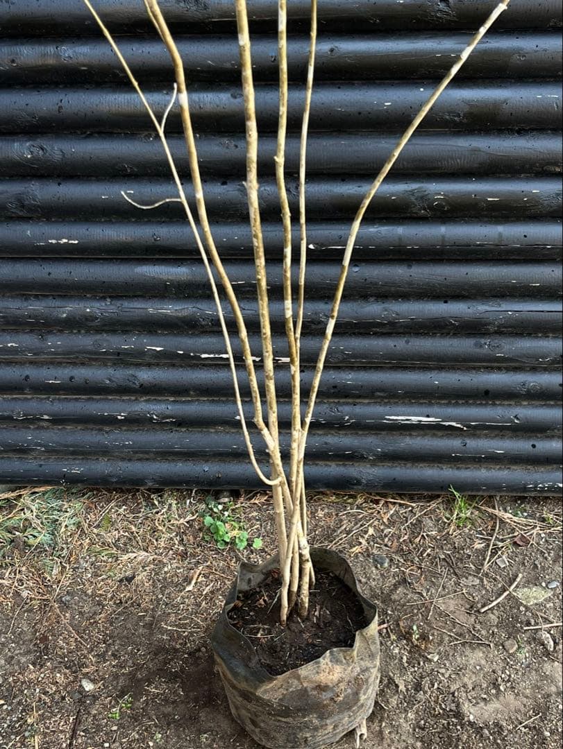 山採り天然　アオダモ　5本株立ち　12