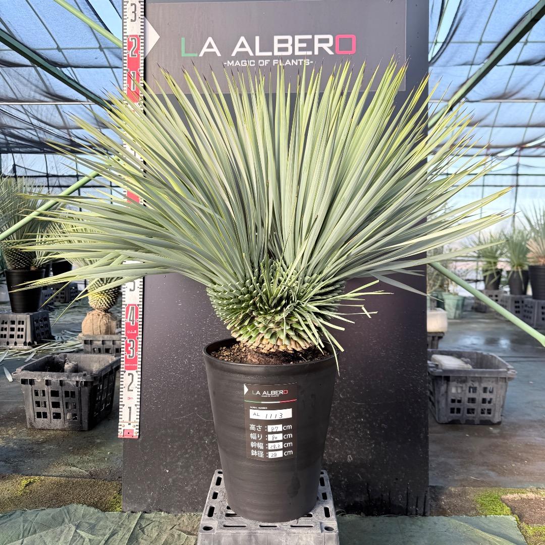 ピ*ん様 【AL1113】ユッカ　ロストラータ　超希少　頂上分頭　４ヘッド個体