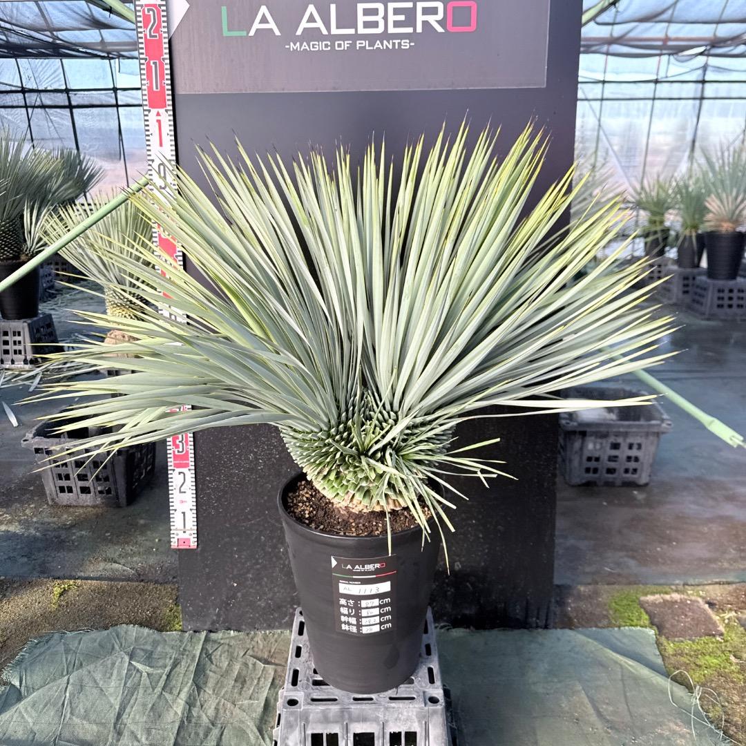 ピ*ん様 【AL1113】ユッカ　ロストラータ　超希少　頂上分頭　４ヘッド個体