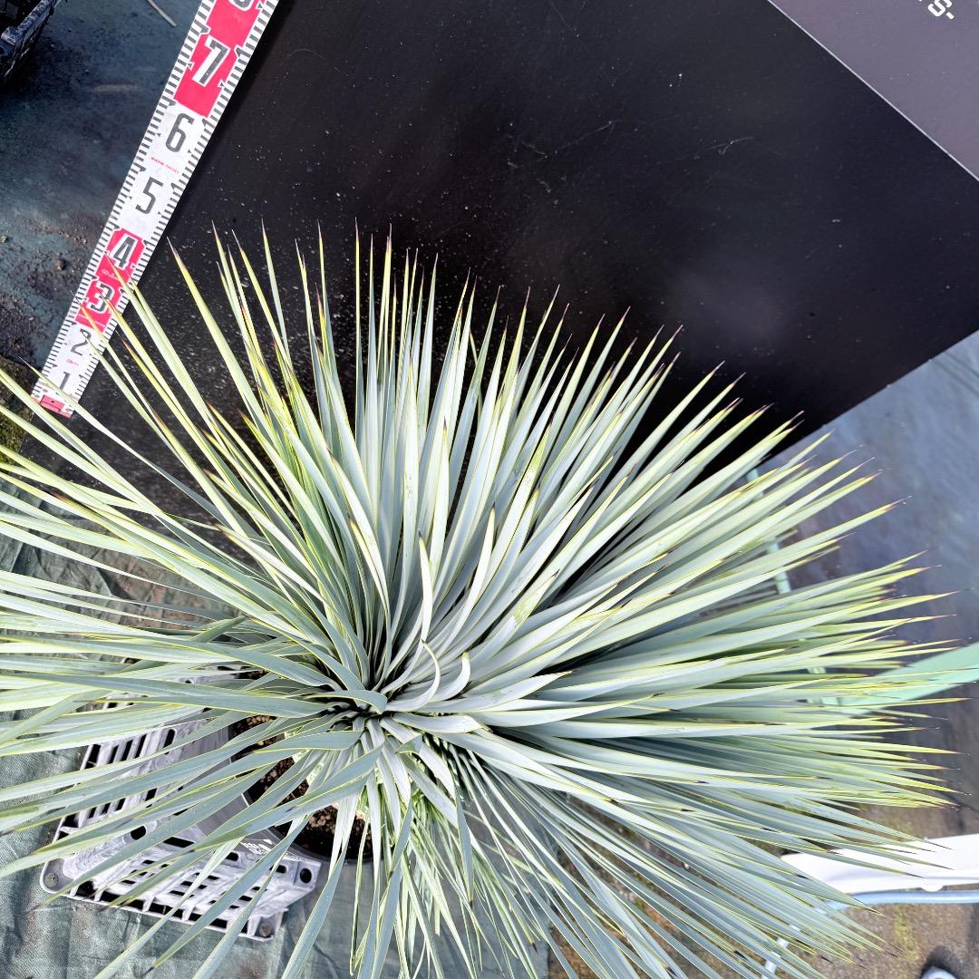 ピ*ん様 【AL1113】ユッカ　ロストラータ　超希少　頂上分頭　４ヘッド個体