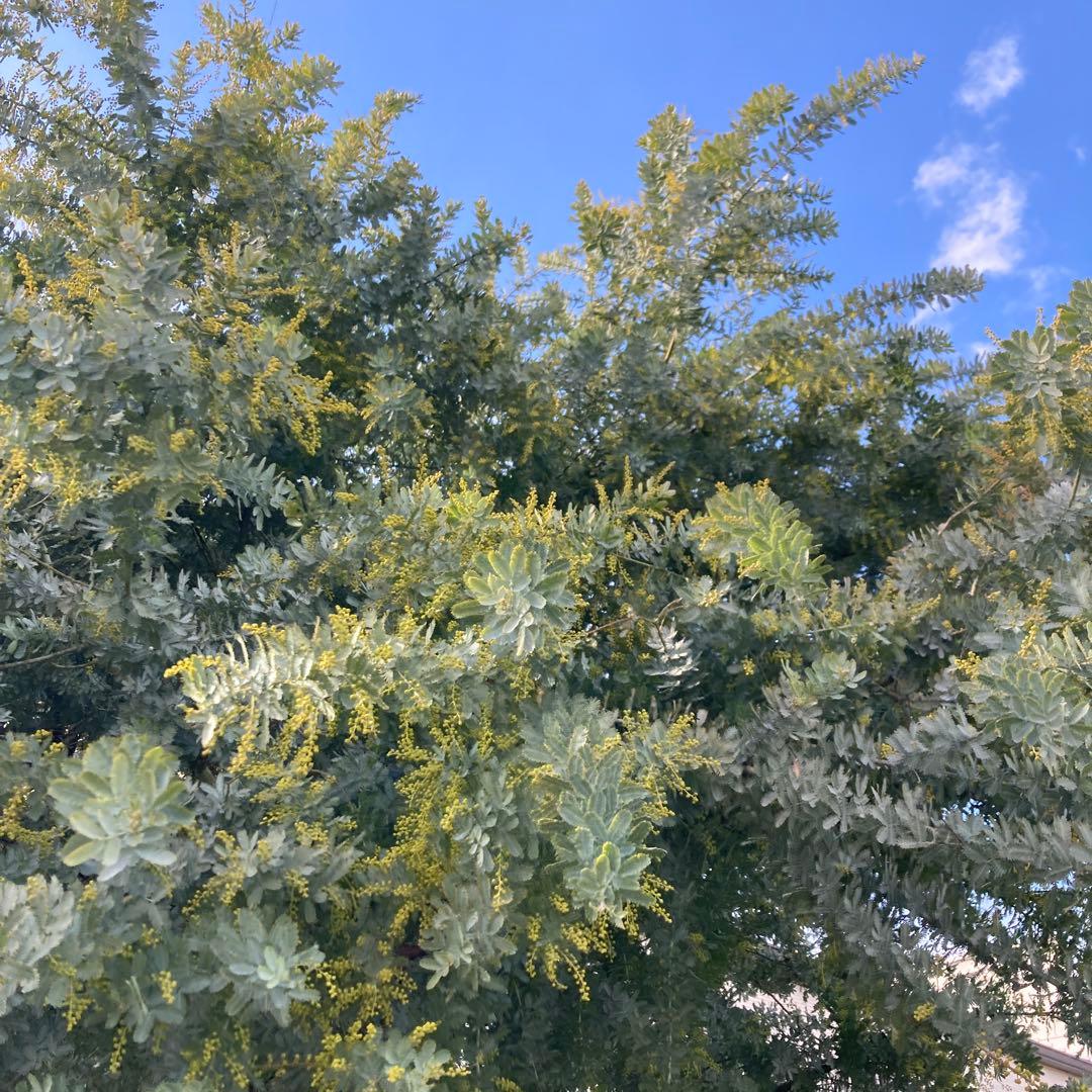 ココスマ様フレッシュミモザ枝