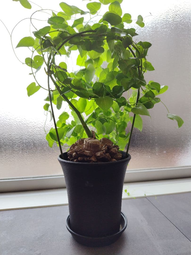 長谷川園芸亀甲竜　3.5寸