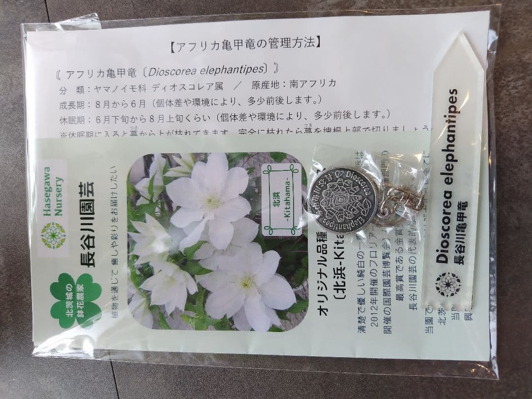 長谷川園芸亀甲竜　3.5寸