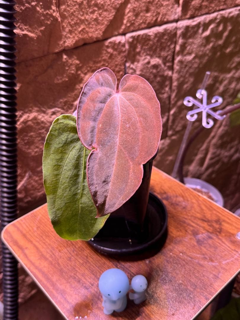 アンスリウム　Antolakii × carlablackiae