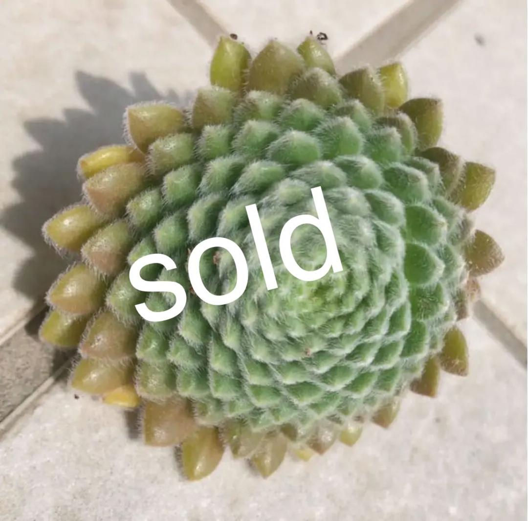 パシフィックグレース【おまとめ1投稿につき100円引き】残り1点!