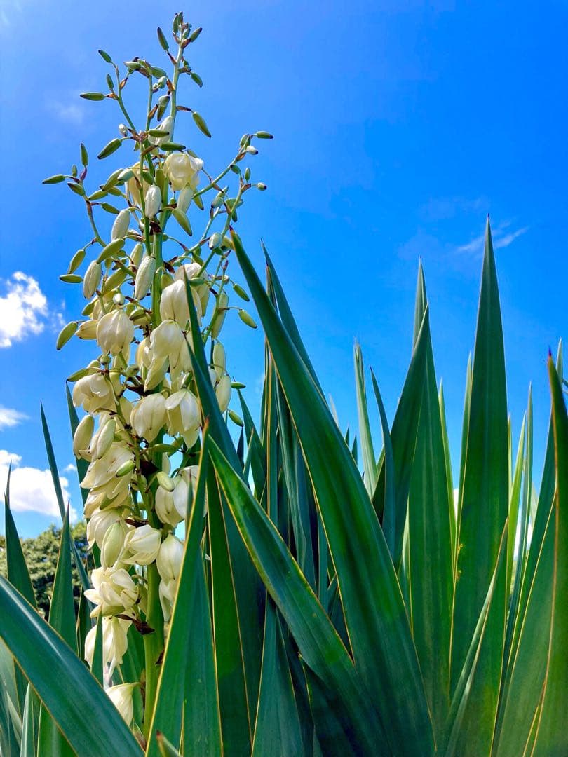 幸運木【森で完全野生化 ユッカ グロリオサ/アツバキミガヨラン】インド鉢植え＊小
