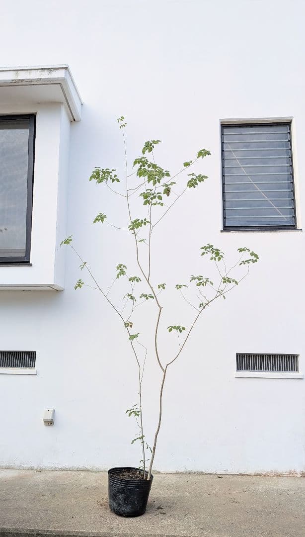 これぞ！山採り天然アオダモ。