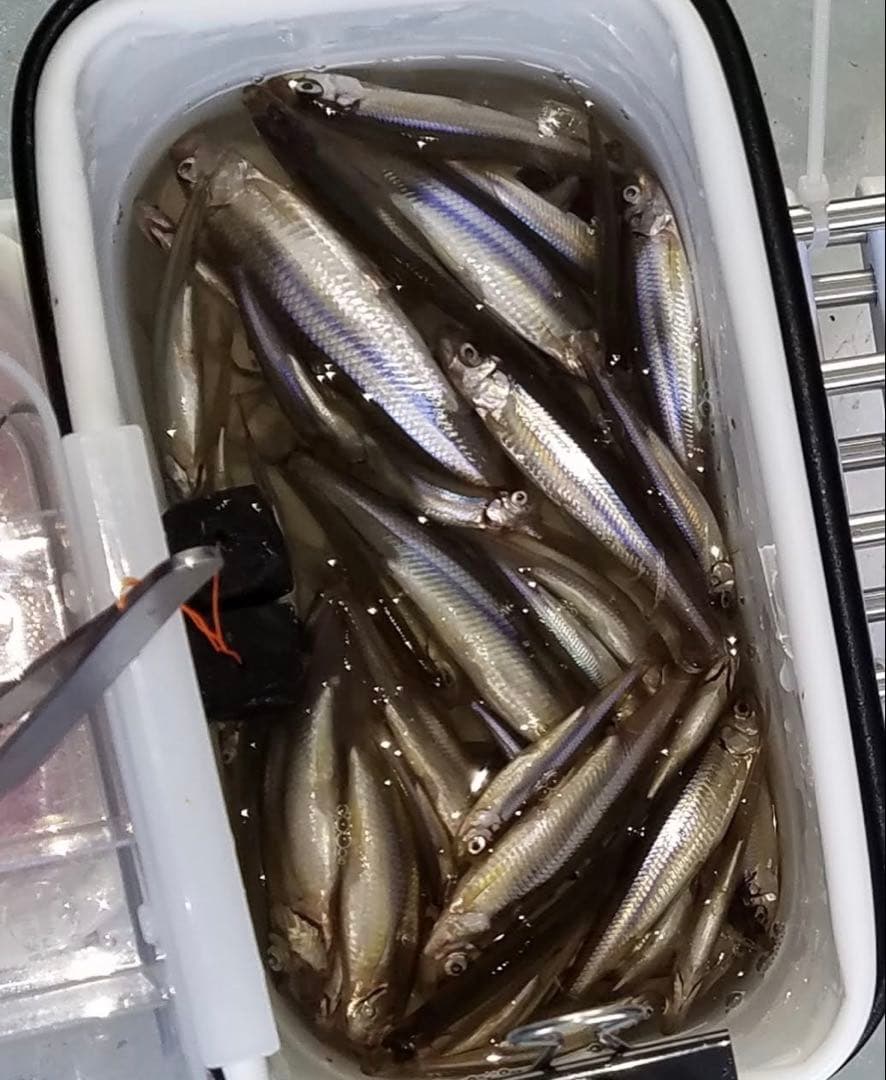 ワカサギステンレス穂先 全長約255ミリ　２本