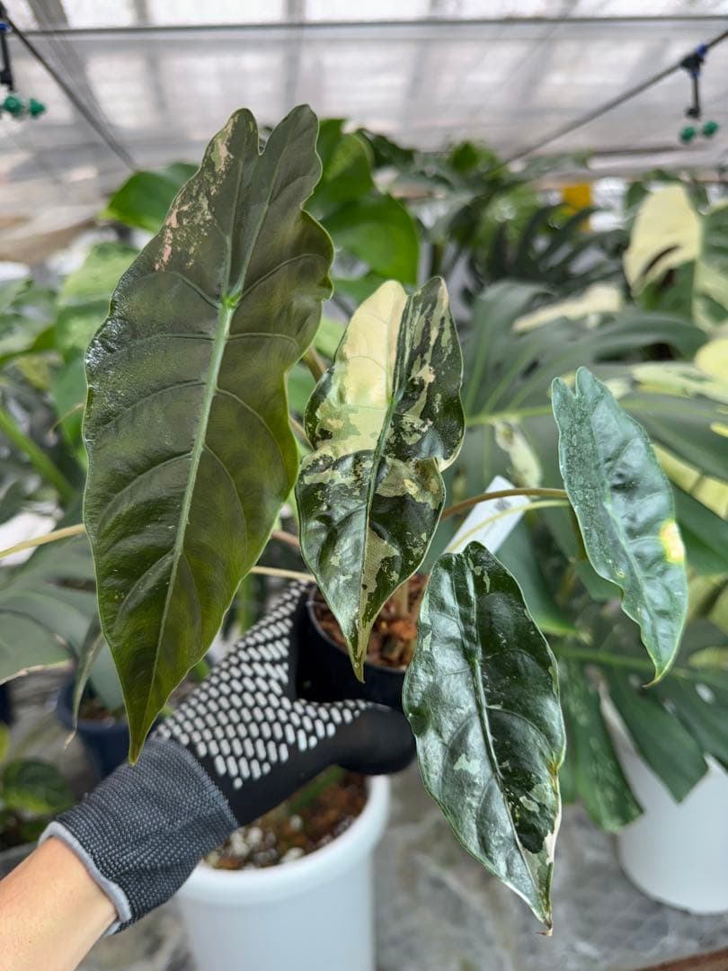 アロカシア　シャントリエリ　ピンク斑入り　双子株