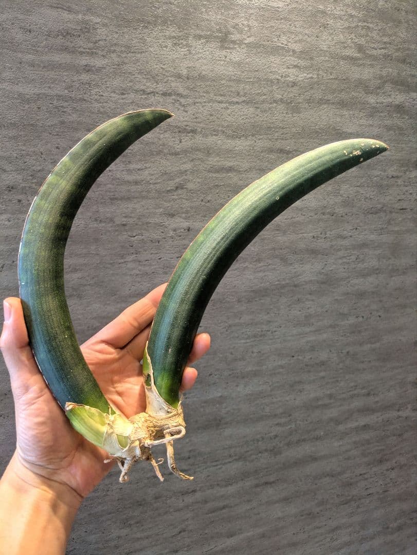 サンスベリア　サイナスシ　ミオルム　ジンバブエ　多肉植物　ロリダ　ユーフォルビア