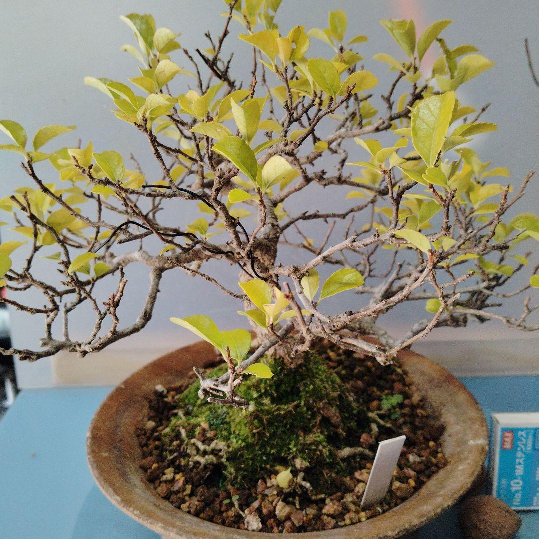 イワツルウメモドキ　盆栽　中品盆栽　実物　ツルモノ　ガーデニング