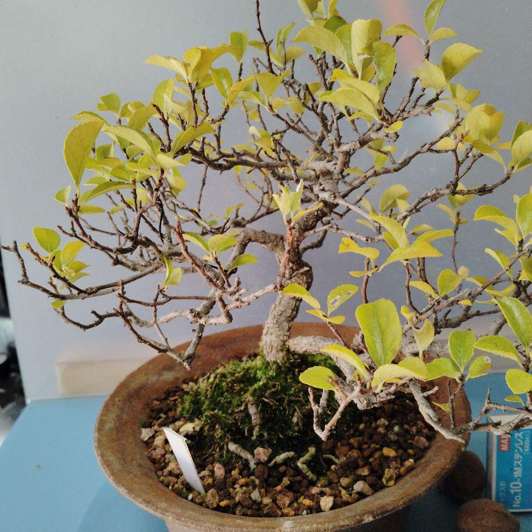 イワツルウメモドキ　盆栽　中品盆栽　実物　ツルモノ　ガーデニング