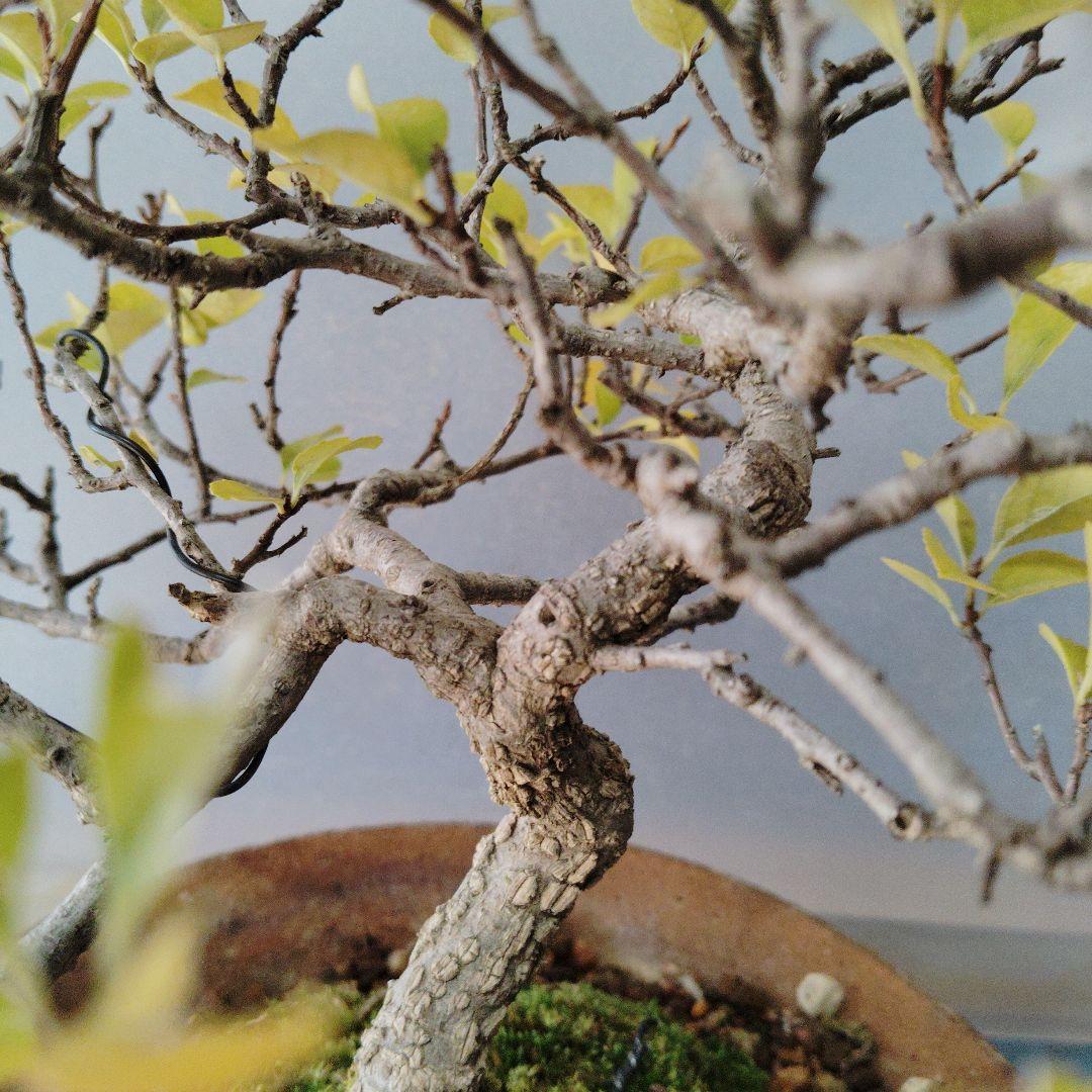 イワツルウメモドキ　盆栽　中品盆栽　実物　ツルモノ　ガーデニング