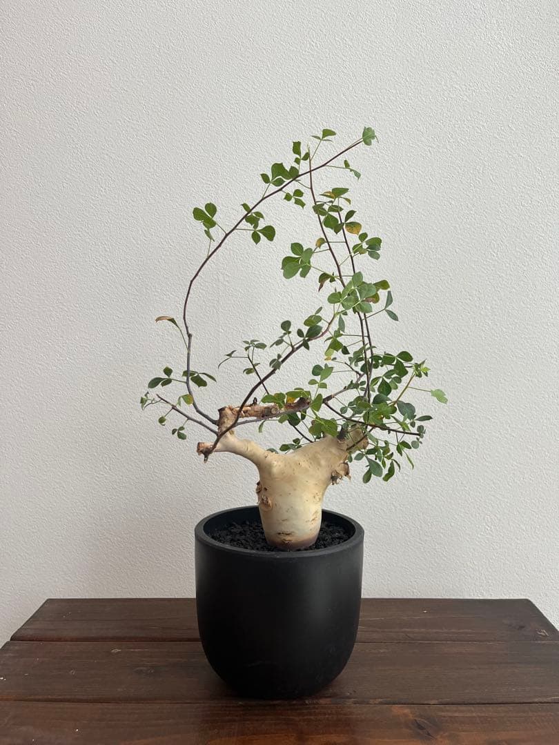 コミフォラ　カタフ　ピュア（ソマリア産）