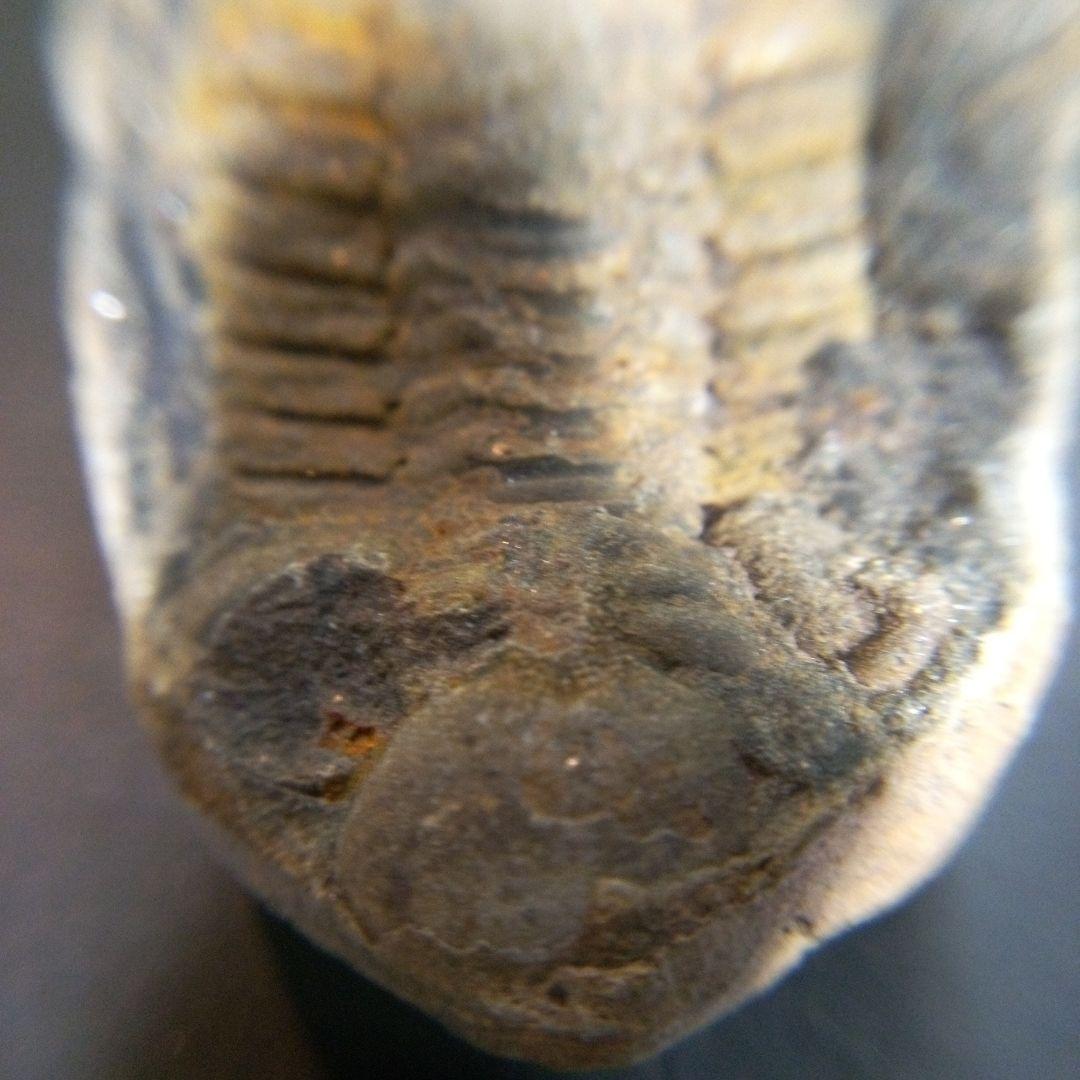 三葉虫　化石　fossil　ボリビア産　トライロバイト　三葉虫個体③