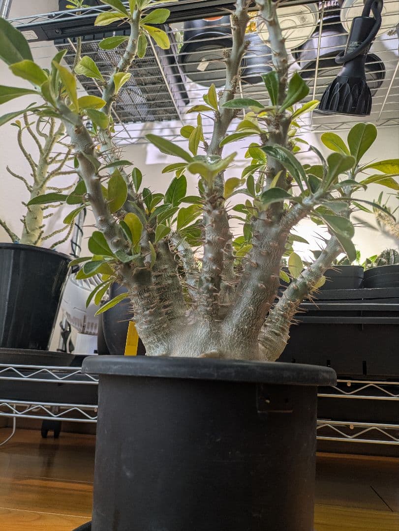 「横浜市北部お引き渡し限定」パキポディウムサンデルシー 白馬城　特大株