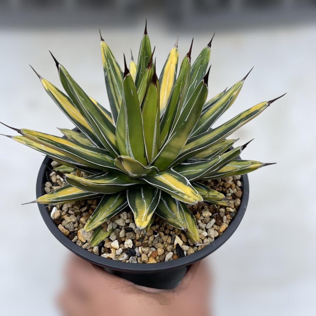 アガベ　ビクトリアレジーナ　‘Sun king’ サンキング　笹の雪　斑入り