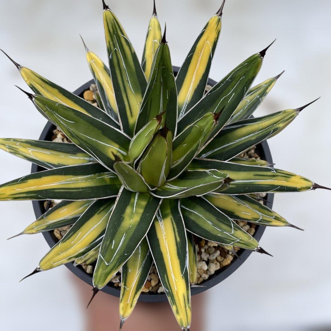 アガベ　ビクトリアレジーナ　‘Sun king’ サンキング　笹の雪　斑入り