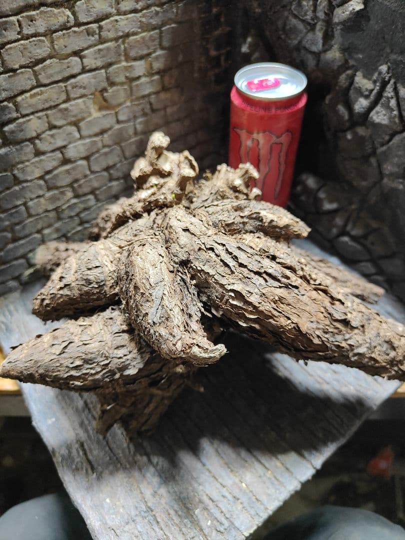 ミラビリス　ジャラパ　新芽出てきてます　一品限り！限定1株！塊根植物！