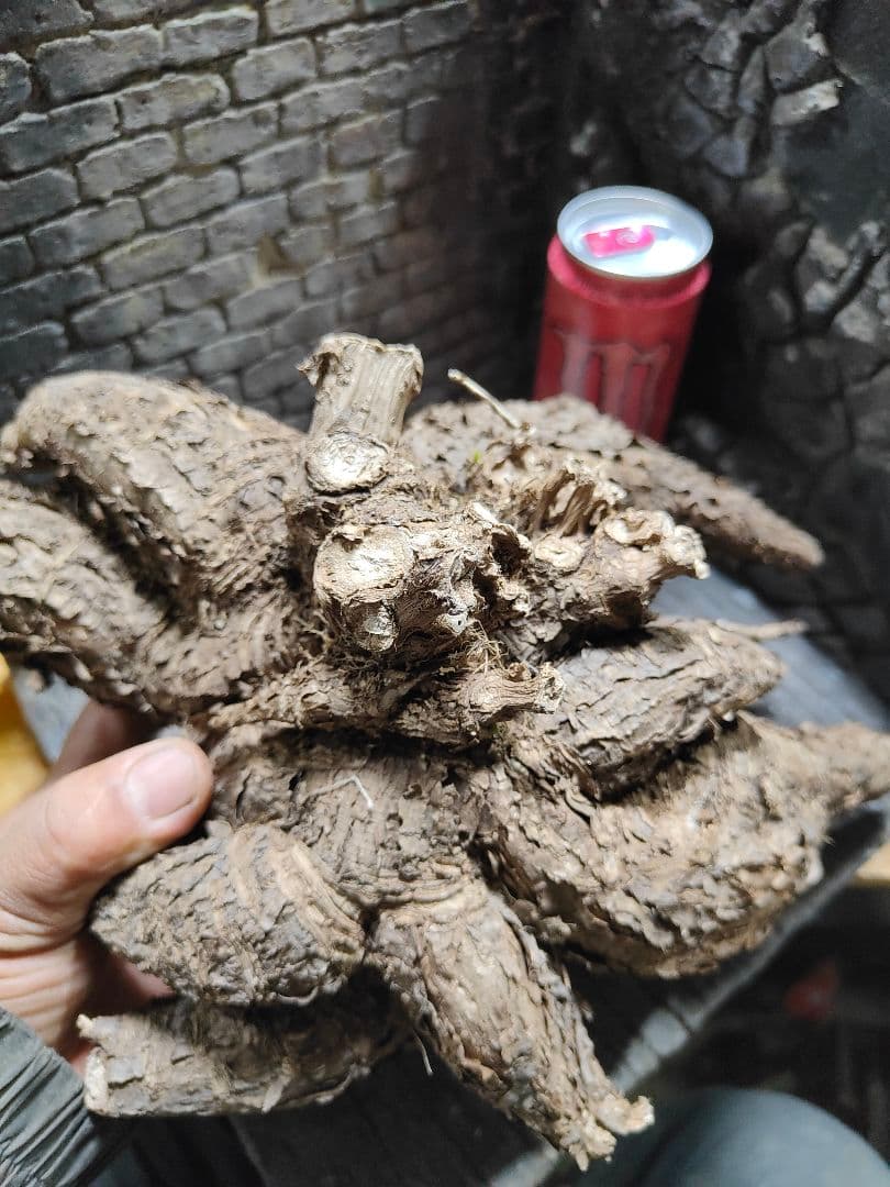 ミラビリス　ジャラパ　新芽出てきてます　一品限り！限定1株！塊根植物！