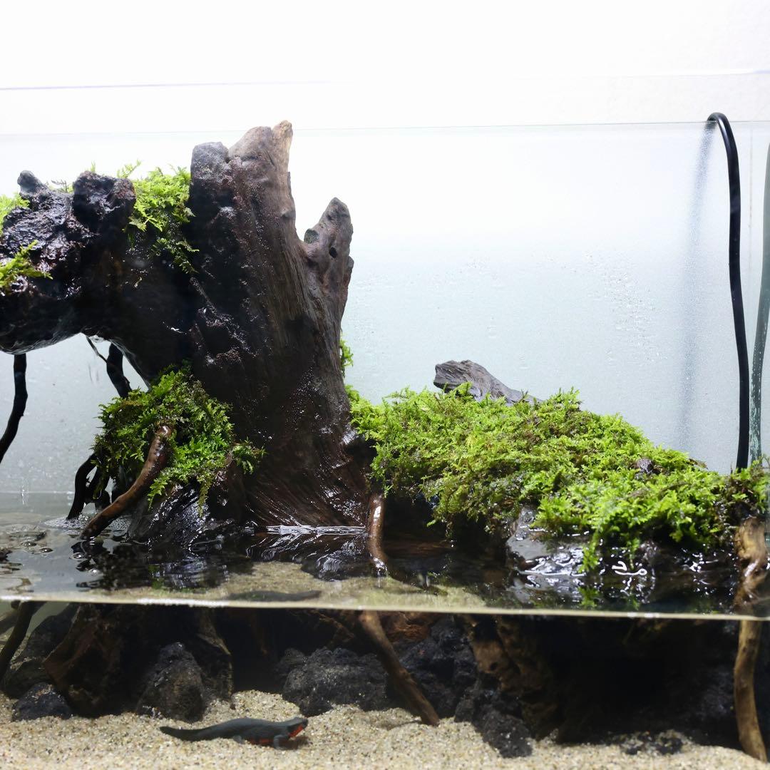 格安レイアウト水槽　イモリウム　アクアテラリウム